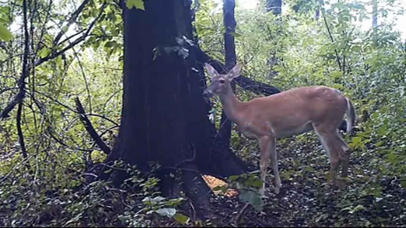 deer farting