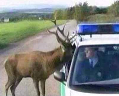 deer huntign joke1