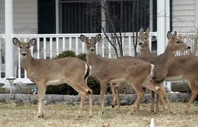 deer