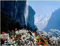 nature picture
