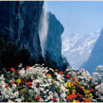 nature picture