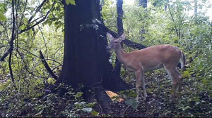 deer farting