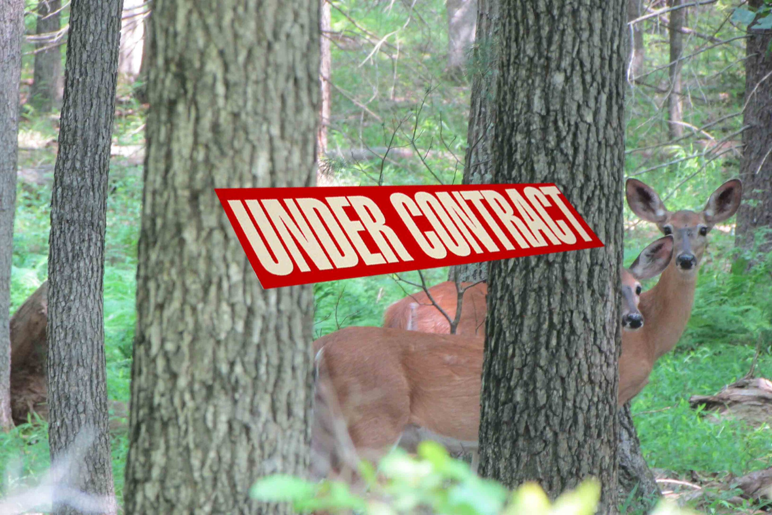 ‘AUTUMN WOODS’ – 1 Cozy Acre Lumberland, NY – Level, Wooded, Electric – Mins to Delaware River – Only $999 down!