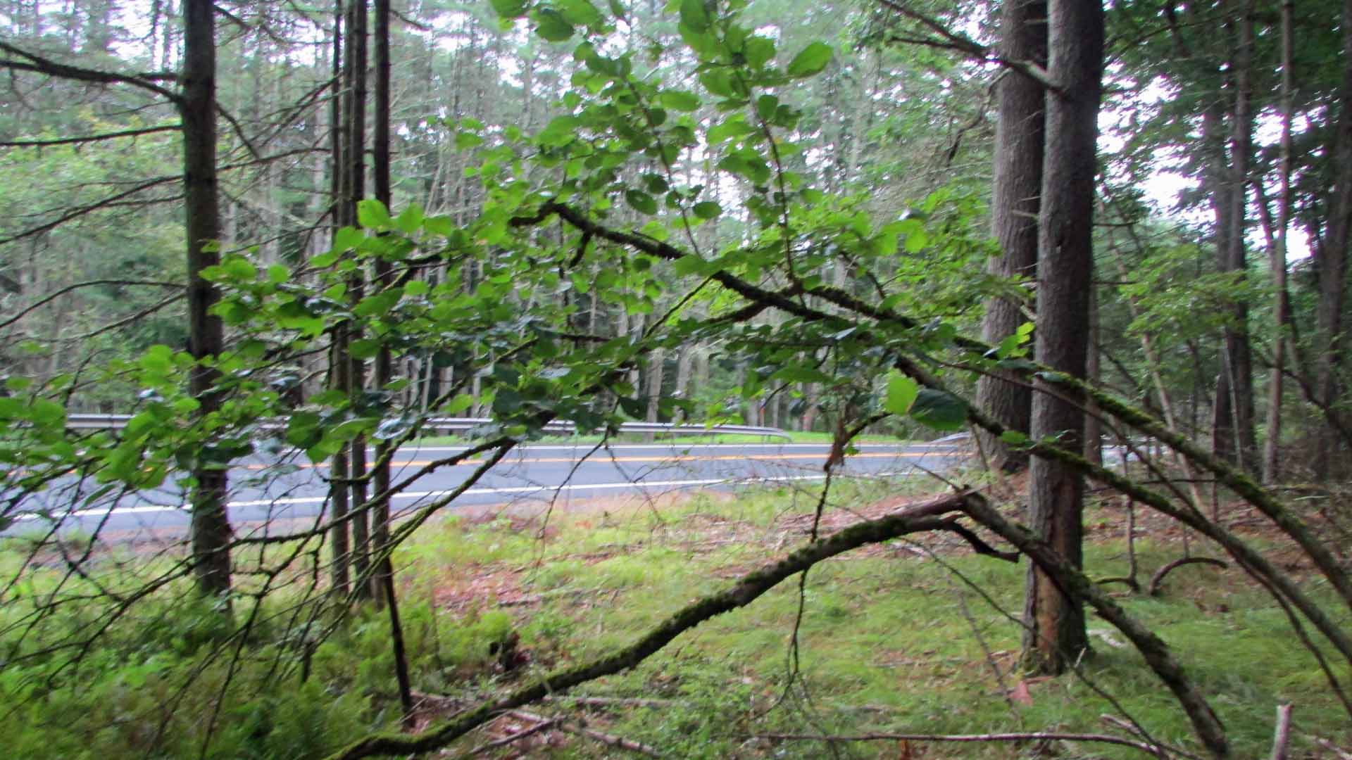 “Home Sweet Home” Offering 5.5 Homey Acres – Tusten, NY – Mins/Delaware River – 2hrs/NYC – Level & wooded – Electric – D/W roughed in – Only $27,900!