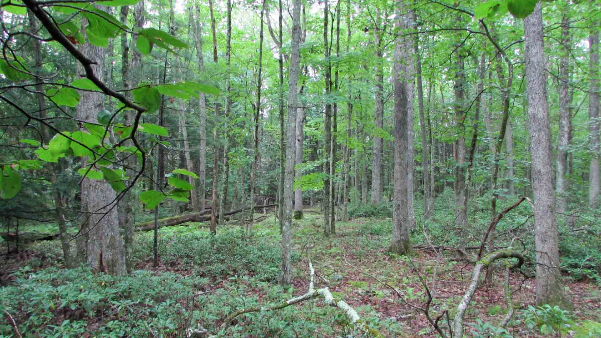 4.7 “Lean N Green” Acres, Mamakating NY, Level, Wooded, Stream. Great location! Under 2 hrs/NYC. Only $24,900!